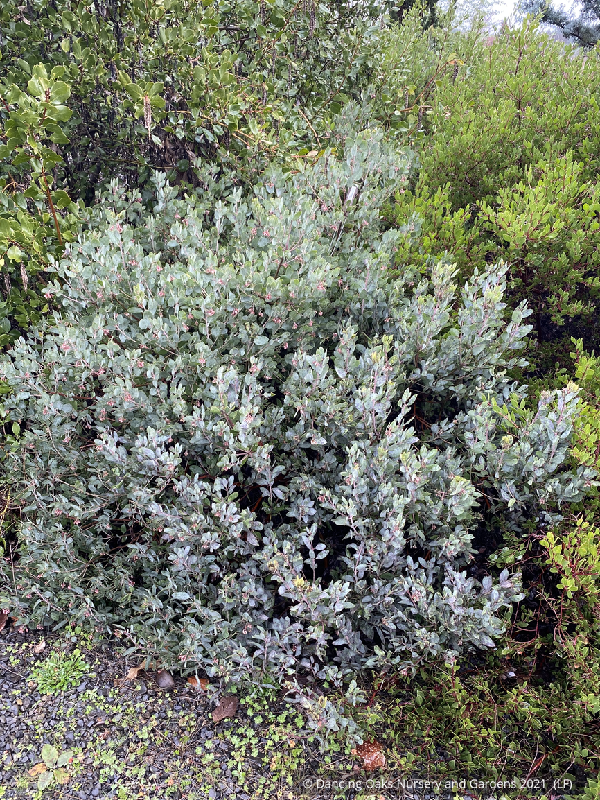 Shrubs ~ Arctostaphylos 'Tiller Azul' M25B, Manzanita ~ Dancing Oaks Nursery and Gardens ~ Retail Nursery ~ Mail Order Nursery