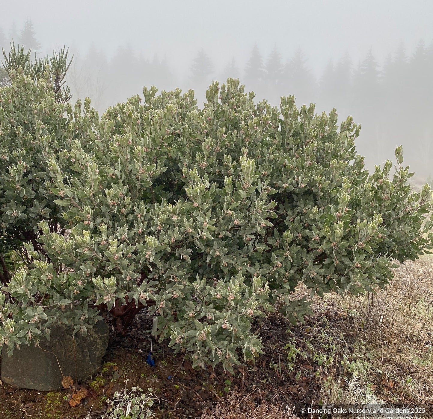 Arctostaphylos columbiana 'Ruby Clusters' M25E, Manzanita