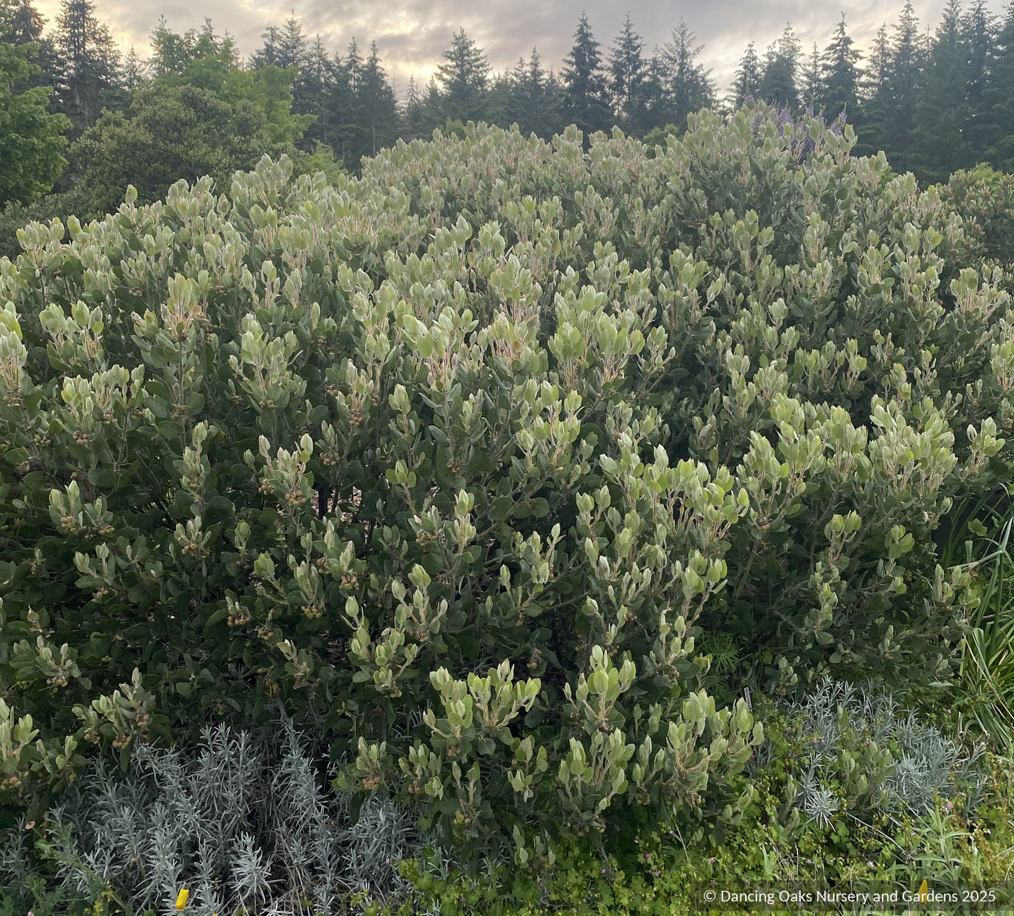 Arctostaphylos columbiana 'Ruby Clusters' M25E, Manzanita