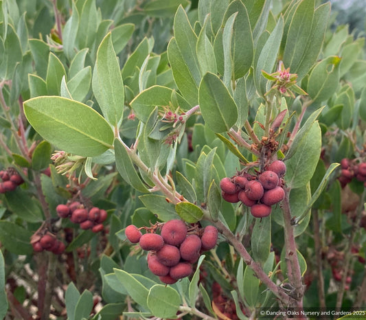 Arctostaphylos columbiana 'Ruby Clusters' M25E, Manzanita