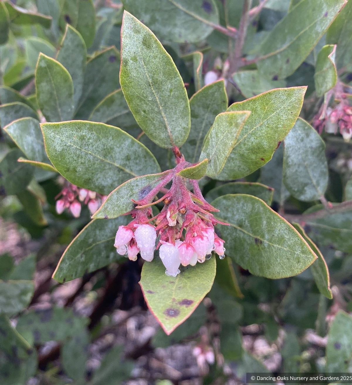 Arctostaphylos columbiana 'Ruby Clusters' M25E, Manzanita