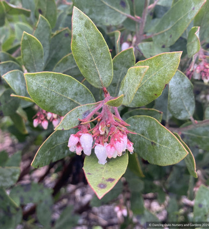 Arctostaphylos columbiana 'Ruby Clusters' M25E, Manzanita