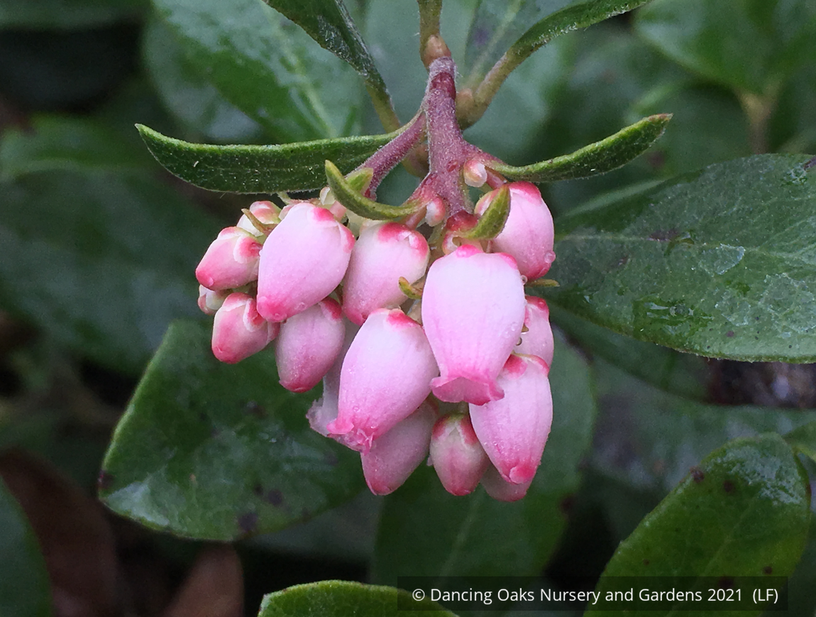 Shrubs ~ Arctostaphylos 'Port Angeles', Manzanita ~ Dancing Oaks Nursery and Gardens ~ Retail Nursery ~ Mail Order Nursery
