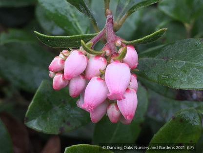 Shrubs ~ Arctostaphylos 'Port Angeles', Manzanita ~ Dancing Oaks Nursery and Gardens ~ Retail Nursery ~ Mail Order Nursery
