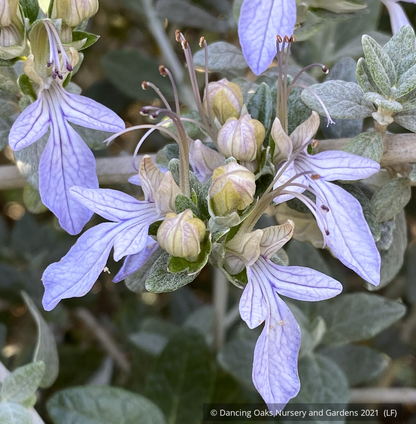 Shrubs ~ Teucrium fruticans, Silver Germander ~ Dancing Oaks Nursery and Gardens ~ Retail Nursery ~ Mail Order Nursery
