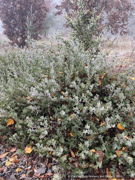 Shrubs ~ Arctostaphylos RSABG 18273, Manzanita ~ Dancing Oaks Nursery and Gardens ~ Retail Nursery ~ Mail Order Nursery