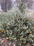 Shrubs ~ Arctostaphylos RSABG 18273, Manzanita ~ Dancing Oaks Nursery and Gardens ~ Retail Nursery ~ Mail Order Nursery