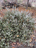 Shrubs ~ Arctostaphylos RSABG 18273, Manzanita ~ Dancing Oaks Nursery and Gardens ~ Retail Nursery ~ Mail Order Nursery