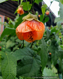 Abutilon 'Dennis', Flowering Maple