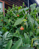 Abutilon 'Dennis', Flowering Maple