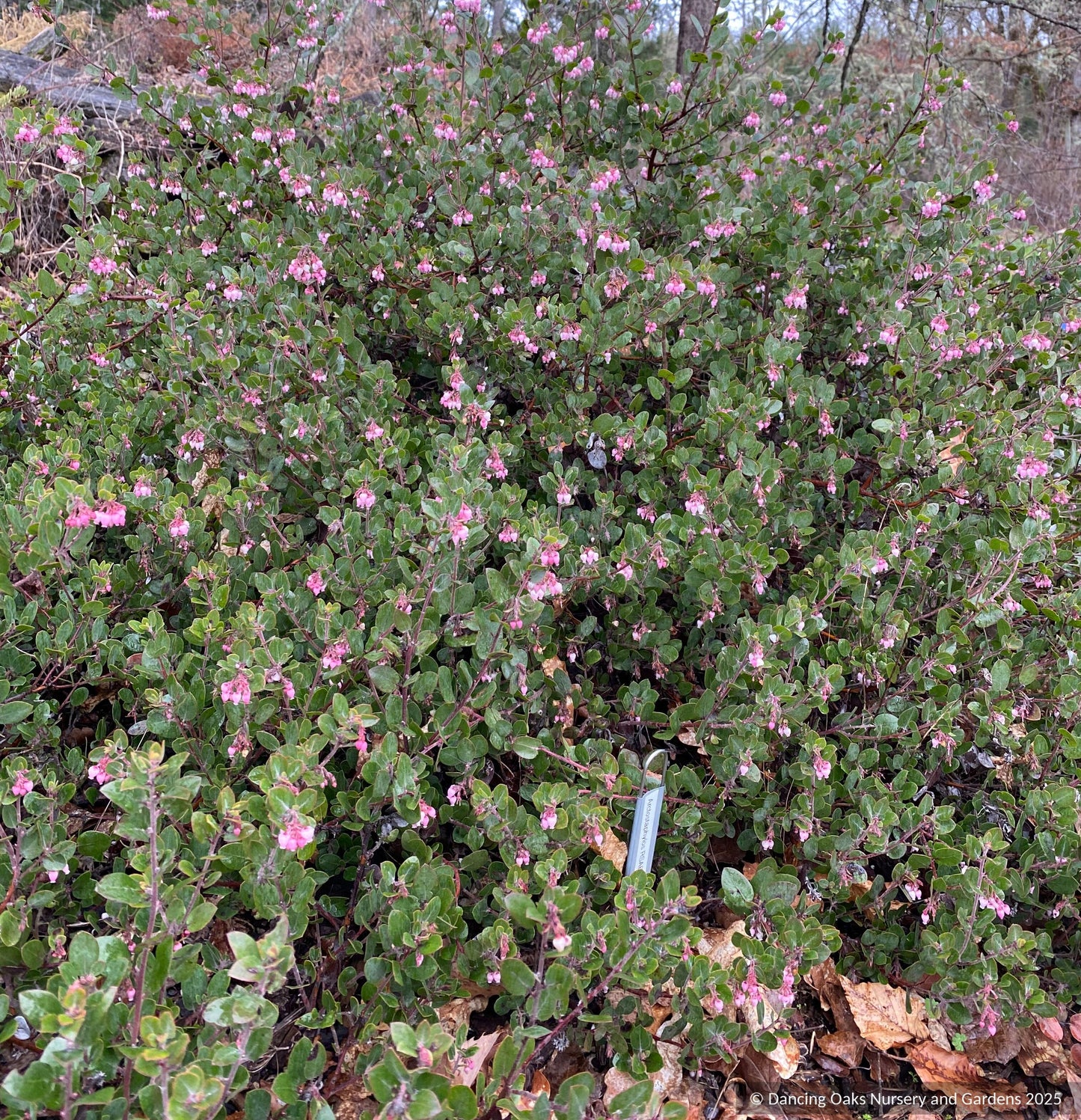 Shrubs ~ Arctostaphylos RSABG 18273, Manzanita ~ Dancing Oaks Nursery and Gardens ~ Retail Nursery ~ Mail Order Nursery