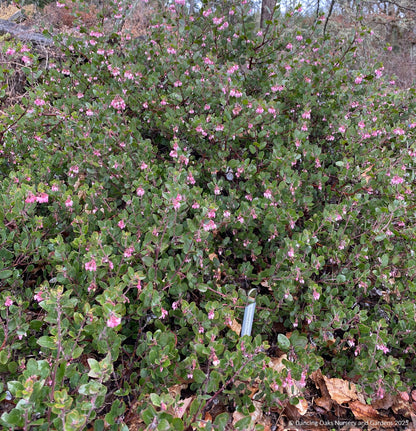 Shrubs ~ Arctostaphylos RSABG 18273, Manzanita ~ Dancing Oaks Nursery and Gardens ~ Retail Nursery ~ Mail Order Nursery