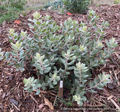 Shrubs ~ Arctostaphylos 'Silver Cup' CA21-9, Manzanita ~ Dancing Oaks Nursery and Gardens ~ Retail Nursery ~ Mail Order Nursery