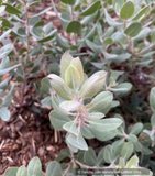 Shrubs ~ Arctostaphylos 'Silver Cup' CA21-9, Manzanita ~ Dancing Oaks Nursery and Gardens ~ Retail Nursery ~ Mail Order Nursery