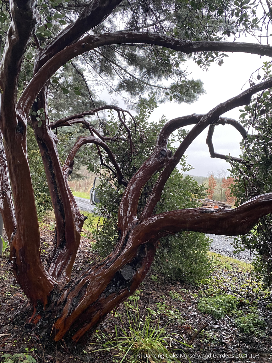 Shrubs ~ Arctostaphylos manzanita 'St. Helena', Manzanita ~ Dancing Oaks Nursery and Gardens ~ Retail Nursery ~ Mail Order Nursery