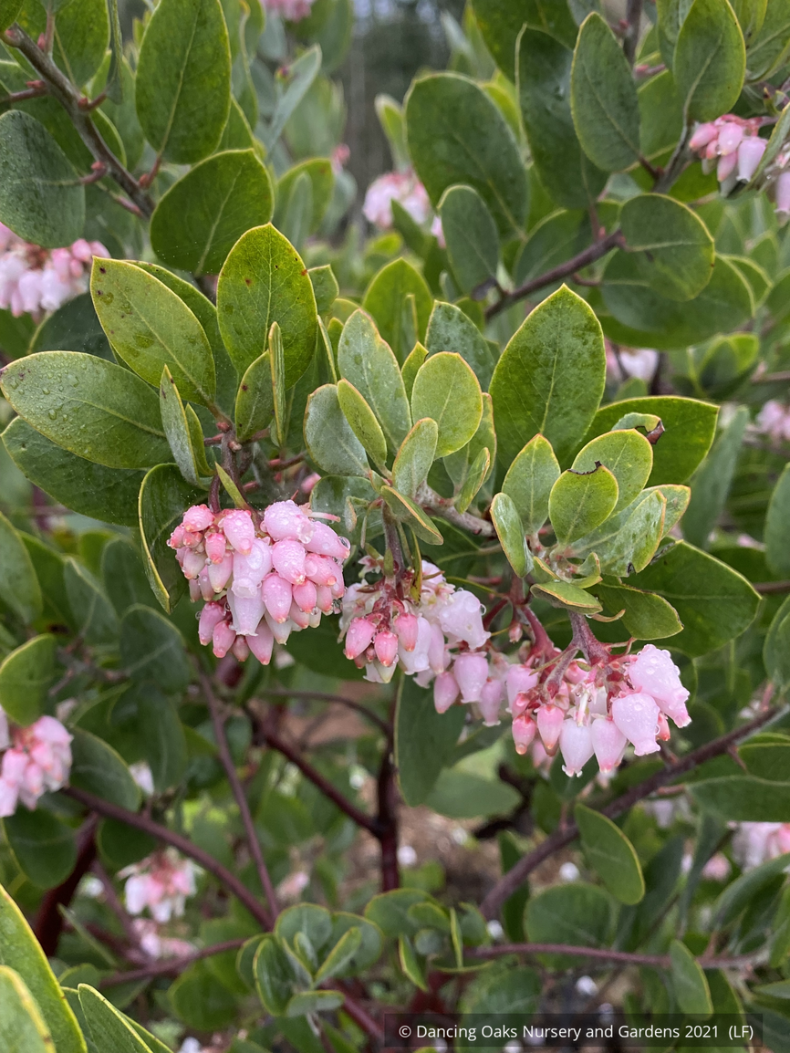 Shrubs ~ Arctostaphylos 'Strawberry Pearls' M25C, Manzanita ~ Dancing Oaks Nursery and Gardens ~ Retail Nursery ~ Mail Order Nursery