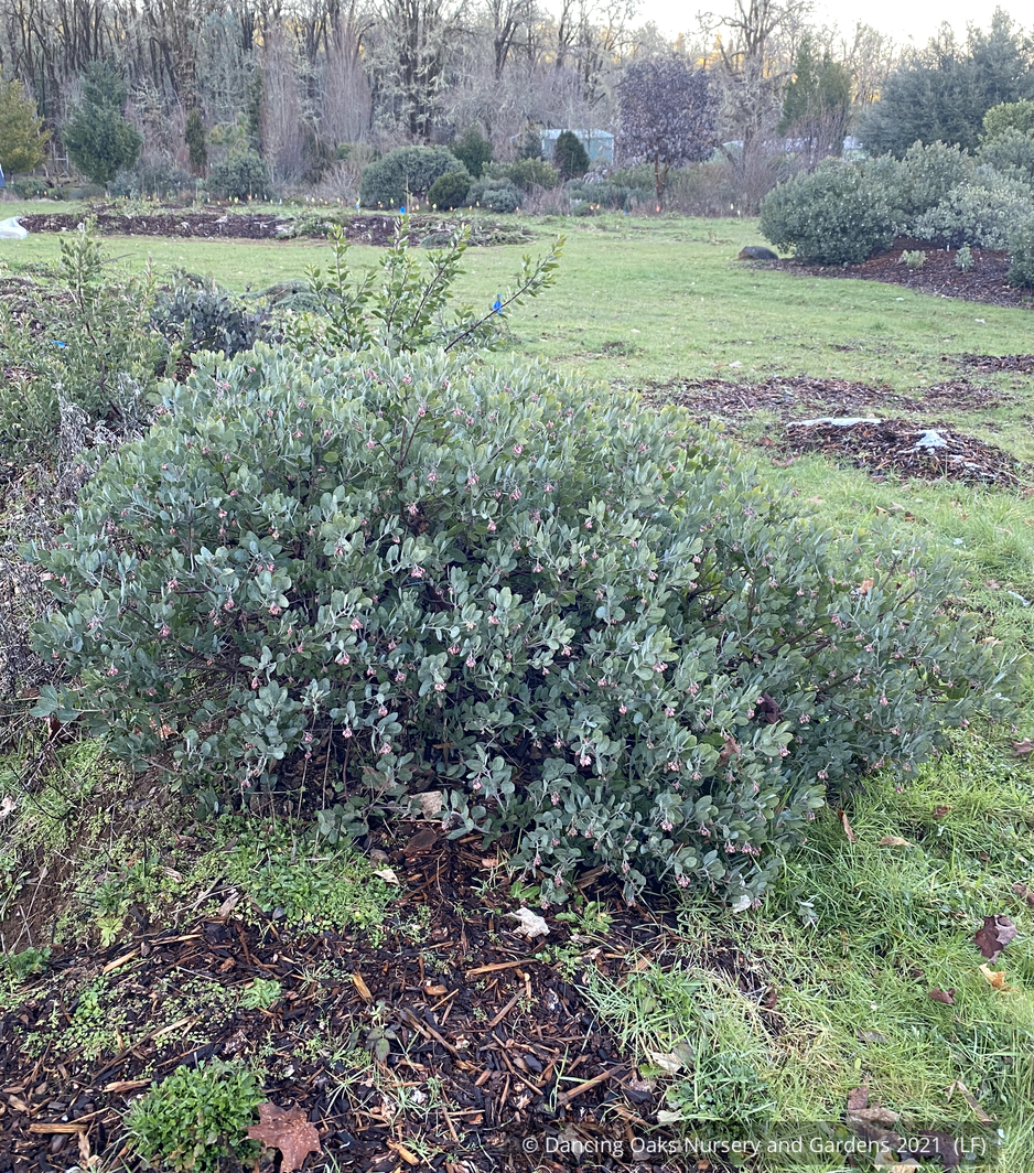Shrubs ~ Arctostaphylos 'Strawberry Pearls' M25C, Manzanita ~ Dancing Oaks Nursery and Gardens ~ Retail Nursery ~ Mail Order Nursery