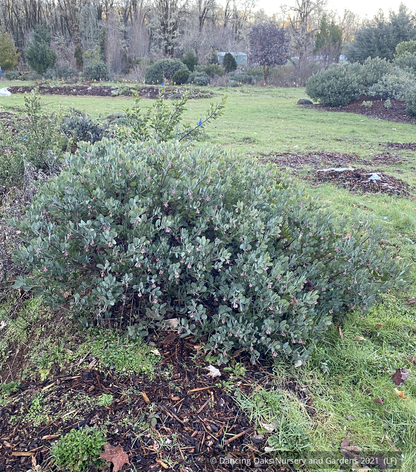 Shrubs ~ Arctostaphylos 'Strawberry Pearls' M25C, Manzanita ~ Dancing Oaks Nursery and Gardens ~ Retail Nursery ~ Mail Order Nursery