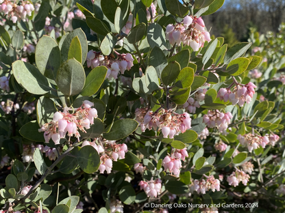 Shrubs ~ Arctostaphylos 'Strawberry Pearls' M25C, Manzanita ~ Dancing Oaks Nursery and Gardens ~ Retail Nursery ~ Mail Order Nursery