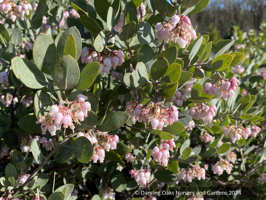 Shrubs ~ Arctostaphylos 'Strawberry Pearls' M25C, Manzanita ~ Dancing Oaks Nursery and Gardens ~ Retail Nursery ~ Mail Order Nursery
