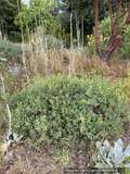 Arctostaphylos 'Turtle Shell' LLR-14, Manzanita