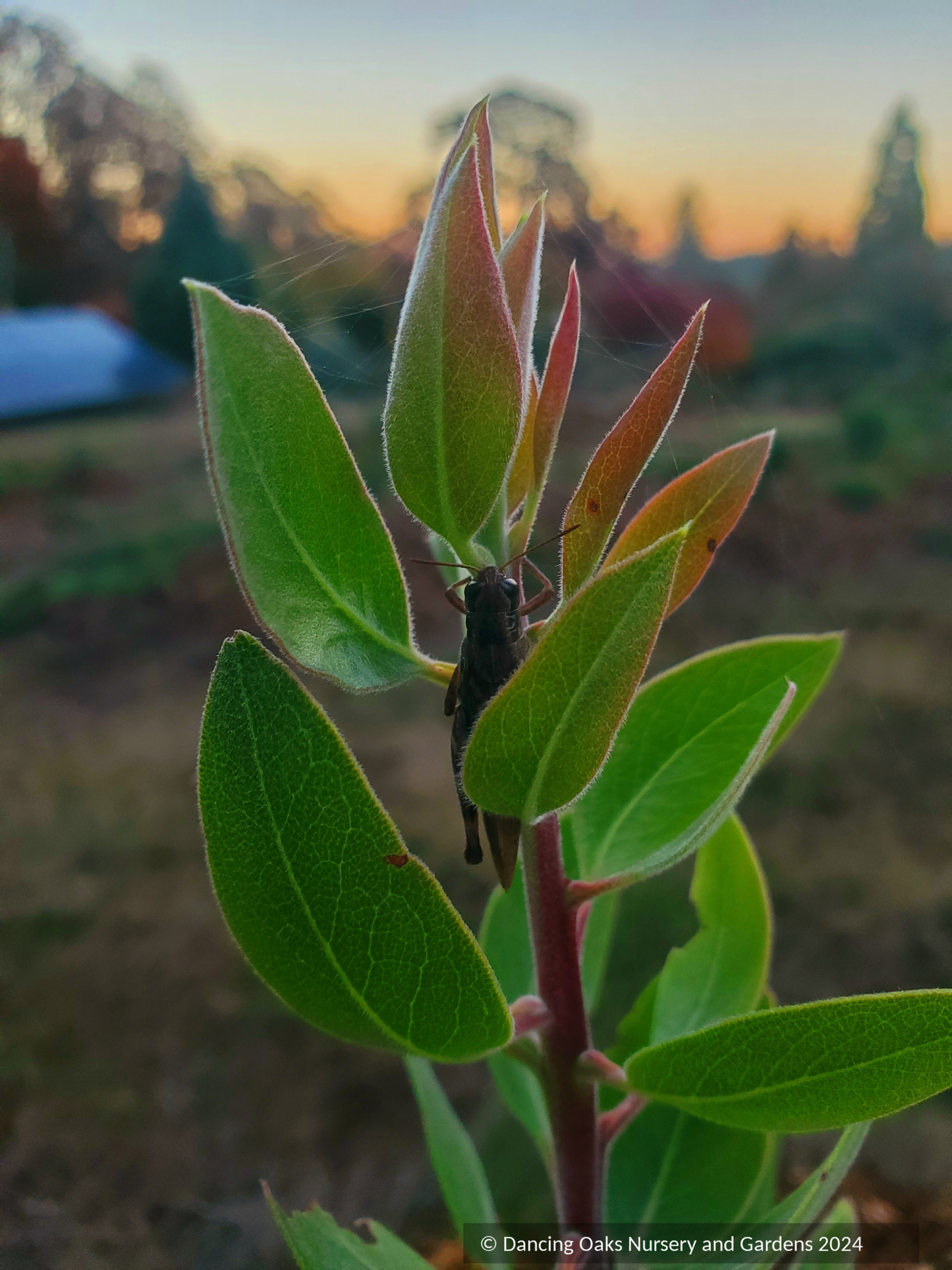 Shrubs ~ Arctostaphylos manzanita 'Warm Springs', Common Manzanita ~ Dancing Oaks Nursery and Gardens ~ Retail Nursery ~ Mail Order Nursery