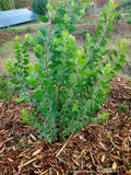 Shrubs ~ Arctostaphylos manzanita 'Warm Springs' Common Manzanita ~ Dancing Oaks Nursery and Gardens ~ Retail Nursery ~ Mail Order Nursery