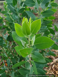 Shrubs ~ Arctostaphylos manzanita 'Warm Springs' Common Manzanita ~ Dancing Oaks Nursery and Gardens ~ Retail Nursery ~ Mail Order Nursery