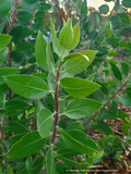 Shrubs ~ Arctostaphylos manzanita 'Warm Springs' Common Manzanita ~ Dancing Oaks Nursery and Gardens ~ Retail Nursery ~ Mail Order Nursery