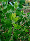 Arctostaphylos manzanita 'Warm Springs', Common Manzanita