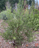 Shrubs ~ Arctostaphylos 'Baby Bear', manzanita  ~ Dancing Oaks Nursery and Gardens ~ Retail Nursery ~ Mail Order Nursery