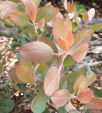 Shrubs ~ Arctostaphylos 'Blue Blear' ECY, Manzanita ~ Dancing Oaks Nursery and Gardens ~ Retail Nursery ~ Mail Order Nursery