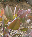 Shrubs ~ Arctostaphylos 'Blue Blear' ECY, Manzanita ~ Dancing Oaks Nursery and Gardens ~ Retail Nursery ~ Mail Order Nursery
