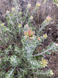 Shrubs ~ Arctostaphylos x 'Cinnamon Candlesticks' CA20-6, manzanita ~ Dancing Oaks Nursery and Gardens ~ Retail Nursery ~ Mail Order Nursery