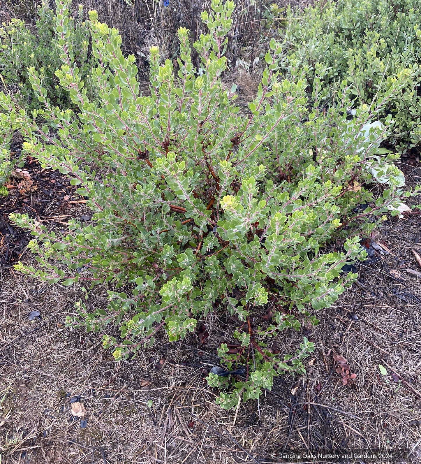 Shrubs ~ Arctostaphylos x 'Cinnamon Candlesticks' CA20-6, manzanita ~ Dancing Oaks Nursery and Gardens ~ Retail Nursery ~ Mail Order Nursery