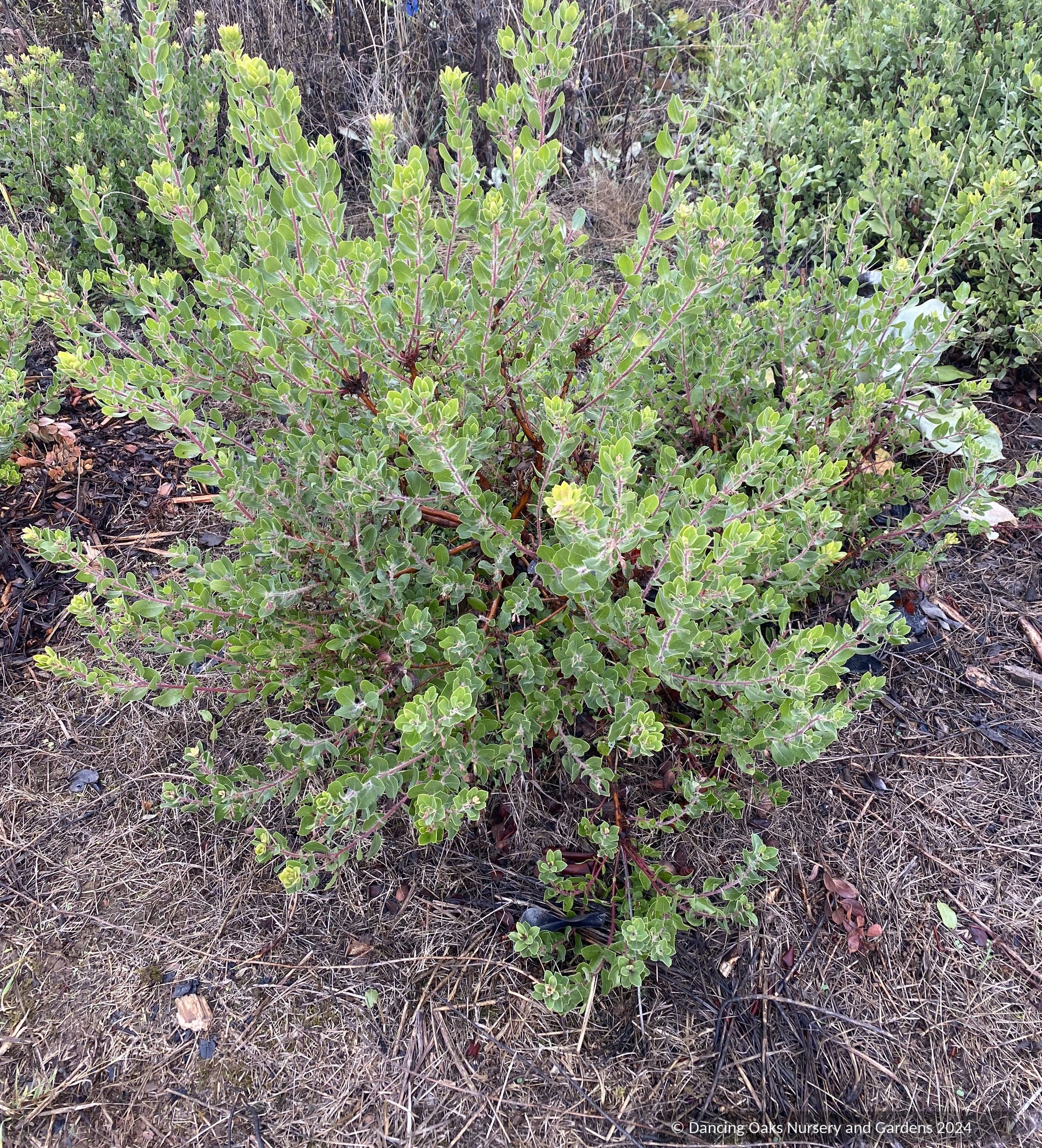 Shrubs ~ Arctostaphylos x 'Cinnamon Candlesticks' CA20-6, manzanita ~ Dancing Oaks Nursery and Gardens ~ Retail Nursery ~ Mail Order Nursery