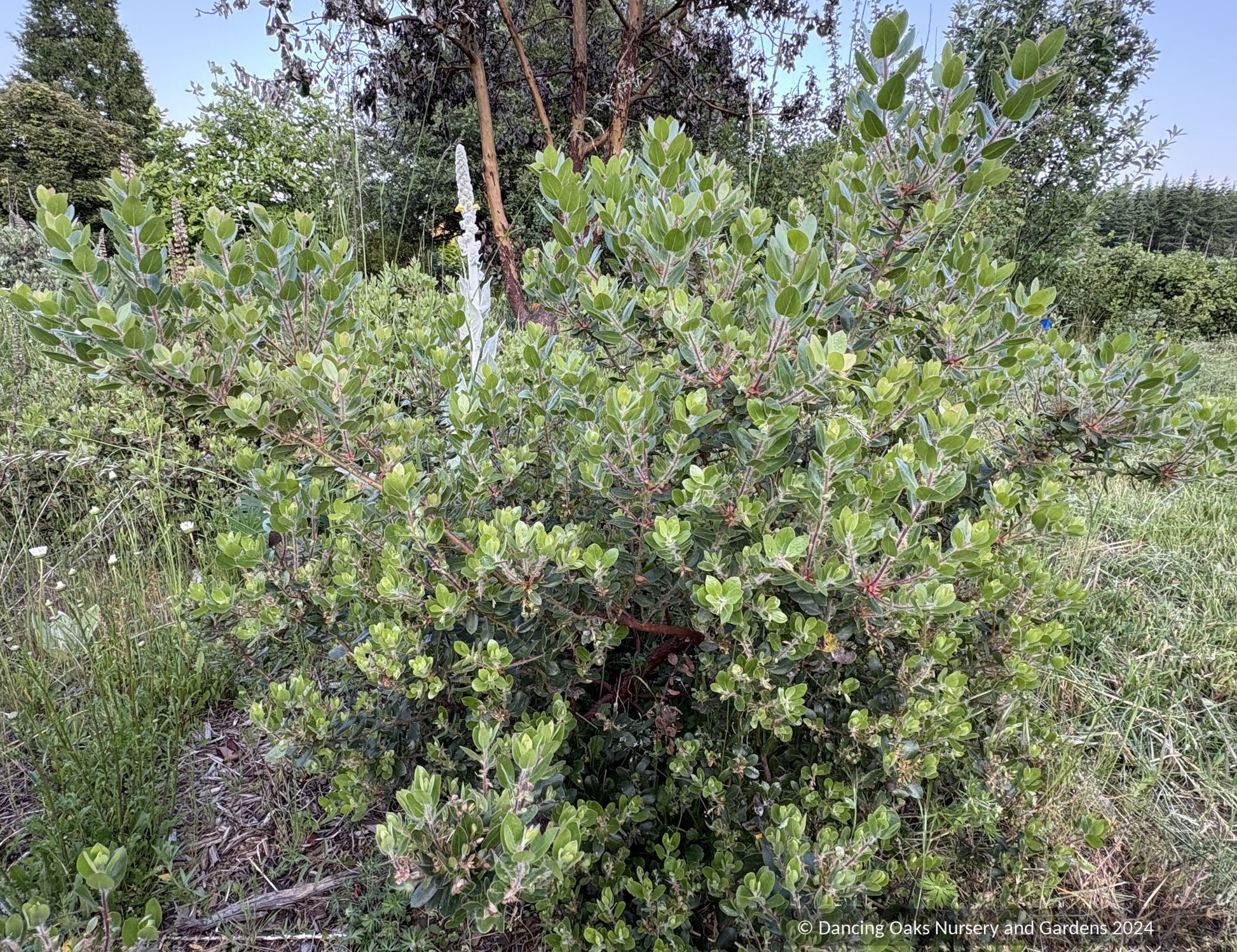 Shrubs ~ Arctostaphylos x 'Cinnamon Candlesticks' CA20-6, manzanita ~ Dancing Oaks Nursery and Gardens ~ Retail Nursery ~ Mail Order Nursery