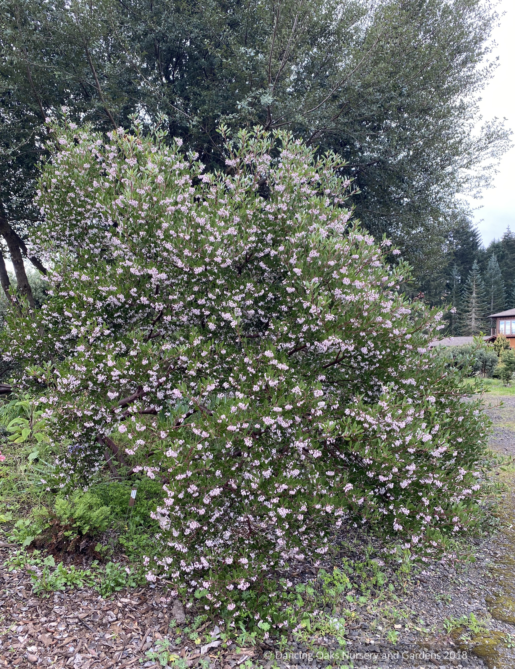 Shrubs ~ Arctostaphylos 'Klamath River' (IB 679), Klamath River Manzanita ~ Dancing Oaks Nursery and Gardens ~ Retail Nursery ~ Mail Order Nursery