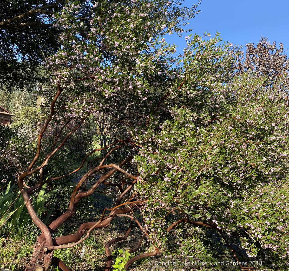 Shrubs ~ Arctostaphylos 'Klamath River' (IB 679), Klamath River Manzanita ~ Dancing Oaks Nursery and Gardens ~ Retail Nursery ~ Mail Order Nursery