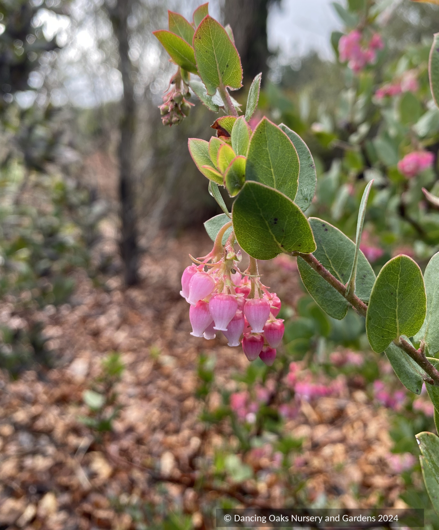 Shrubs ~ Arctostaphylos 'Lester Rowntree', Manzanita ~ Dancing Oaks Nursery and Gardens ~ Retail Nursery ~ Mail Order Nursery