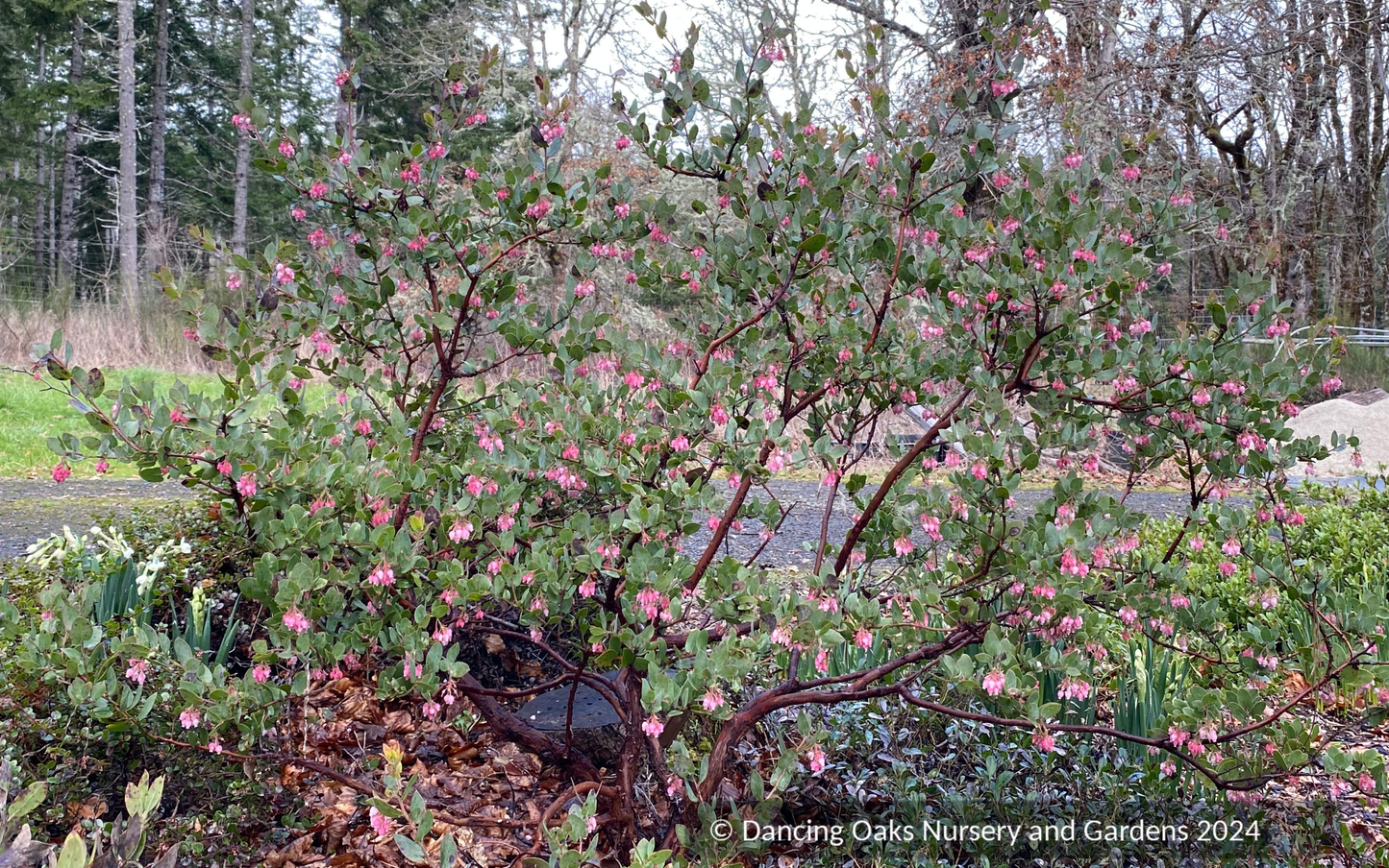 Arctostaphylos 'Lester Rowntree', Manzanita