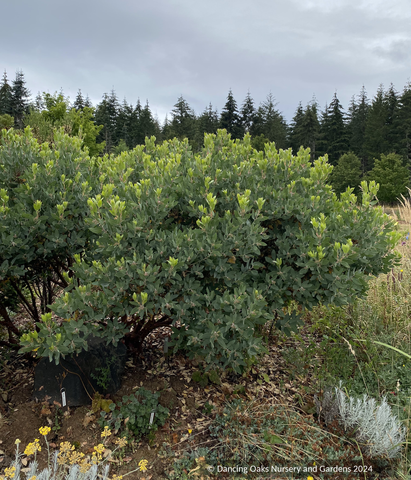 Shrubs ~ Arctostaphylos M25E, Manzanita ~ Dancing Oaks Nursery and Gardens ~ Retail Nursery ~ Mail Order Nursery