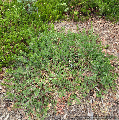 Groundcovers ~ Arctostaphylos CA20-29 'Red Octopus' ~ Dancing Oaks Nursery and Gardens ~ Retail Nursery ~ Mail Order Nursery