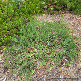 Groundcovers ~ Arctostaphylos CA20-29 'Red Octopus' ~ Dancing Oaks Nursery and Gardens ~ Retail Nursery ~ Mail Order Nursery
