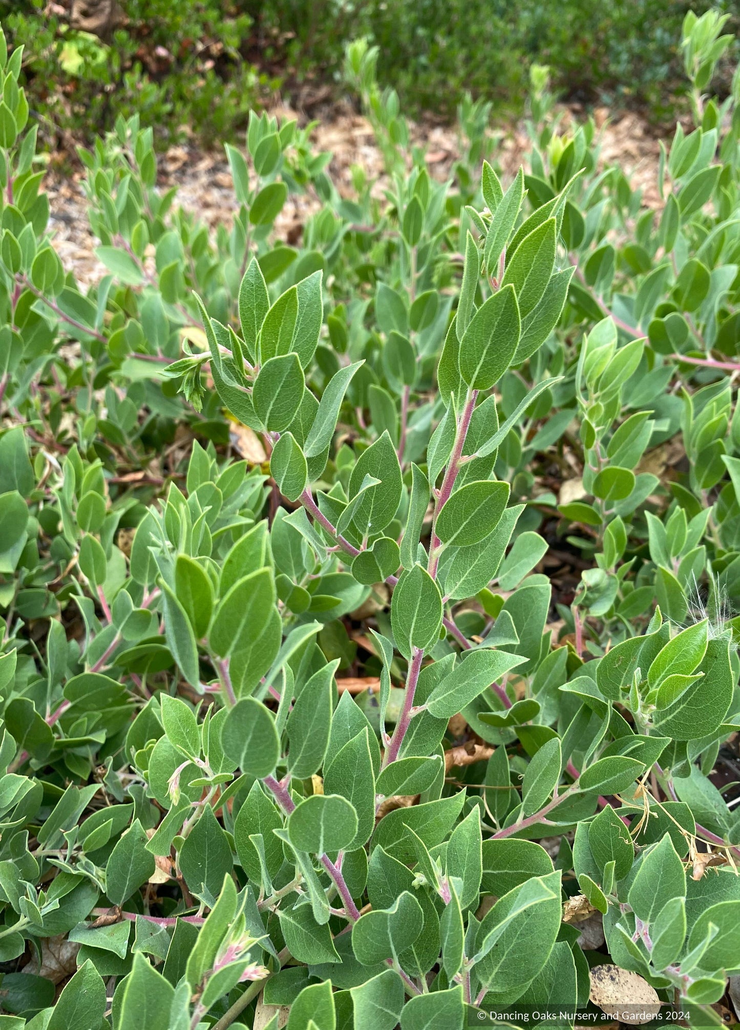 Groundcovers ~ Arctostaphylos CA20-29 'Red Octopus' ~ Dancing Oaks Nursery and Gardens ~ Retail Nursery ~ Mail Order Nursery