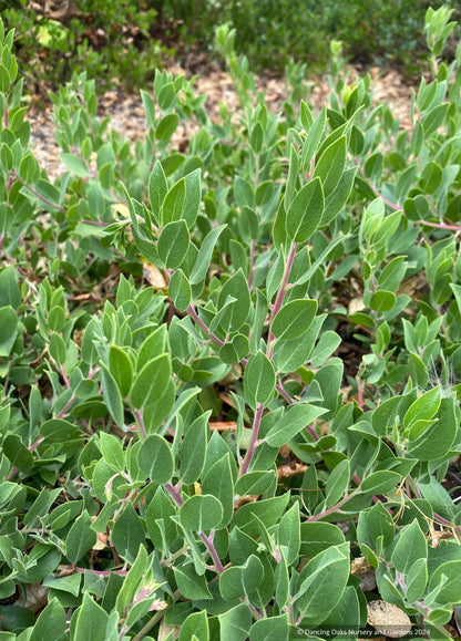 Groundcovers ~ Arctostaphylos CA20-29 'Red Octopus' ~ Dancing Oaks Nursery and Gardens ~ Retail Nursery ~ Mail Order Nursery