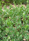 Groundcovers ~ Arctostaphylos CA20-29 'Red Octopus' ~ Dancing Oaks Nursery and Gardens ~ Retail Nursery ~ Mail Order Nursery