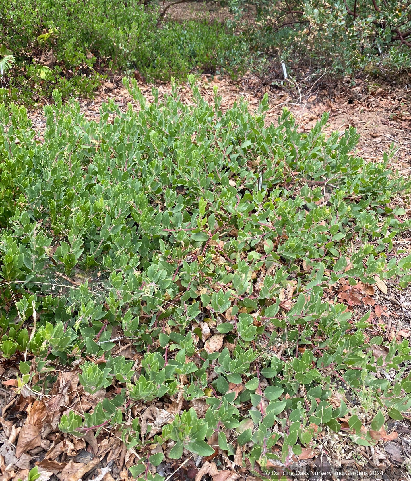 Groundcovers ~ Arctostaphylos CA20-29 'Red Octopus' ~ Dancing Oaks Nursery and Gardens ~ Retail Nursery ~ Mail Order Nursery