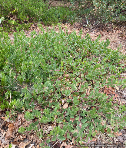 Groundcovers ~ Arctostaphylos CA20-29 'Red Octopus' ~ Dancing Oaks Nursery and Gardens ~ Retail Nursery ~ Mail Order Nursery