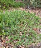 Groundcovers ~ Arctostaphylos CA20-29 'Red Octopus' ~ Dancing Oaks Nursery and Gardens ~ Retail Nursery ~ Mail Order Nursery